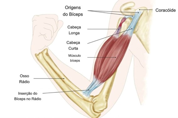 tendao-biceps-dr-eric-curi-ortopedista-cotovelo-sao-paulo