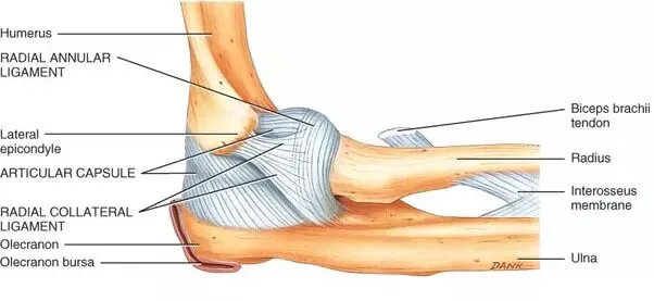 anatomia-bursa-cotovelo-dr-eric-curi