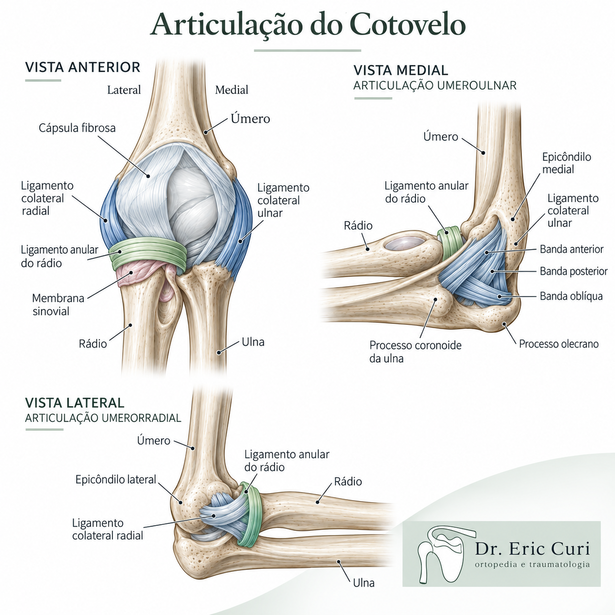 articulacao-cotovelo-dr-eric-curi-ortopedista-especialista-cotovelo-sao-paulo